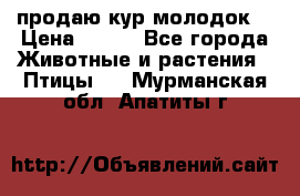 продаю кур молодок. › Цена ­ 320 - Все города Животные и растения » Птицы   . Мурманская обл.,Апатиты г.